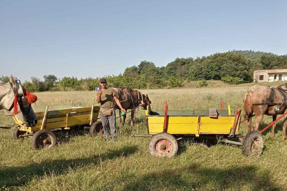 Днес в с. Ботево беше извършена регистрация и преглед на пътните превозни средства с животинска тяга. Регистрирани са общо 21 каруци, с което регистрираните...