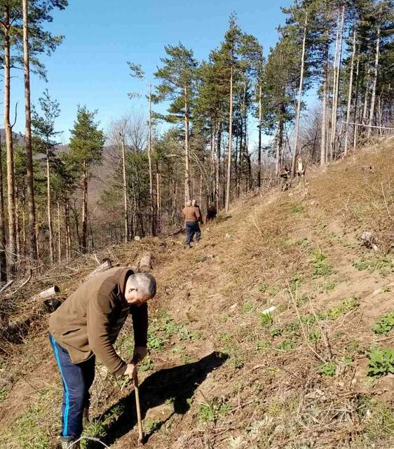 Горски служители от Териториалното поделение на Държавното горско стопанство Стара река-Кипилово залесиха опожарена гора, съобщиха от Югоизточното държавно...