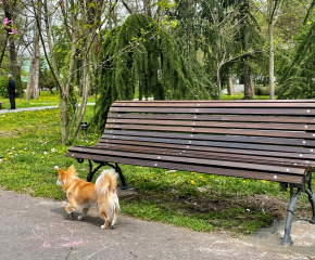  Инициатива на Община Ямбол  за подмяна на старите пейки в Градския парк