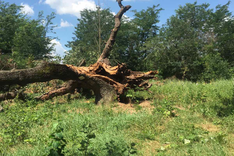 Тунджанското село Коневец остана без най-стария от трите вековни дъба, след като мълния го разцепи на две. В момента тече процедура по заличаването му...