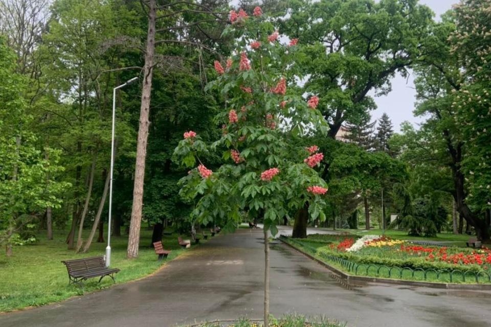 На 24 юни Българската православна църква чества Рождението на Св. Йоан Кръстител, известен и като Йоан Предтеча. Той е братовчед и предшественик на Иисус....