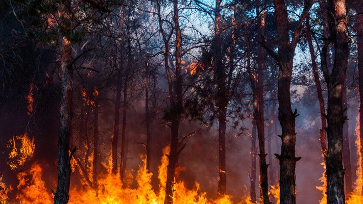 100 декара иглолистна гора са спасени от екипи на РСПБЗН-Сливен, горски служители и доброволци. Пожарът е възникнал след запалване на паднала листна маса...