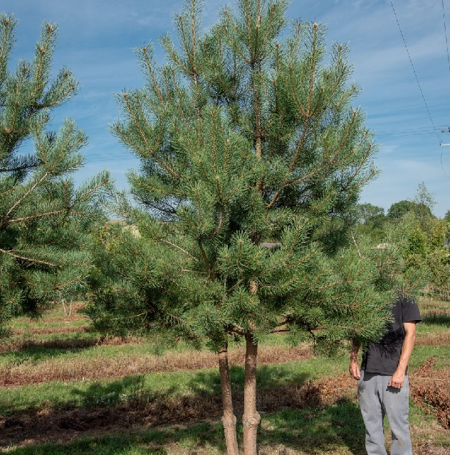 В разсадник има излишък на бял бор (Pinus sylvestris). Подаряват се 5000 броя. Каквото не се вземе, до петък, ще бъде унищожено. Затова хората с добри...