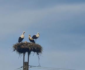 Сливен отново се включи в международното преброяване на щъркелите