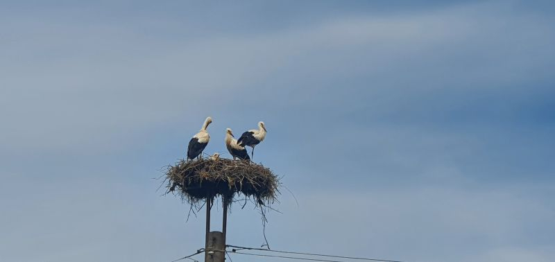 На всеки 10 години, в над 40 страни по света, се провежда мащабно природозащитно събитие – Международно преброяване на белия щъркел. Тази година то е осмото...