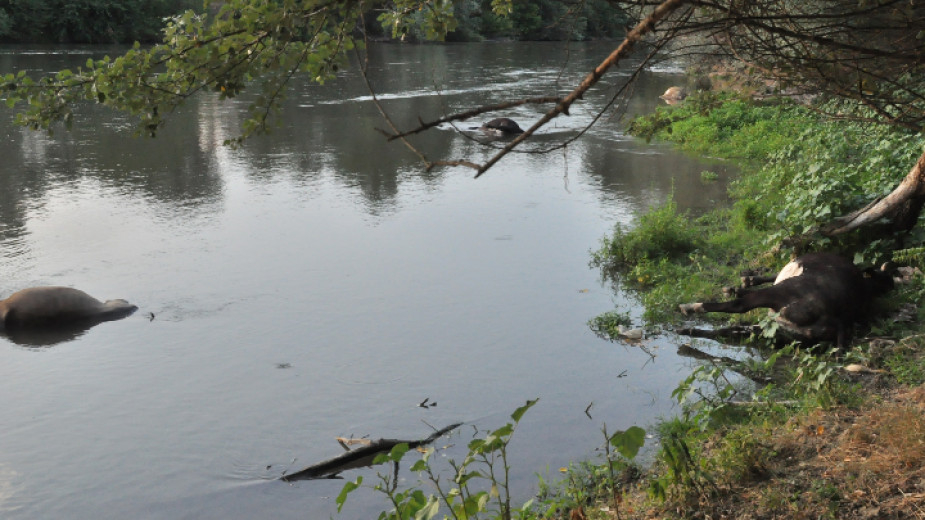 Торове са замърсили водата в канала в Хасковско, който се влива в река Марица. Това стана ясно от брифинг на министрите на здравеопазването и на околната...