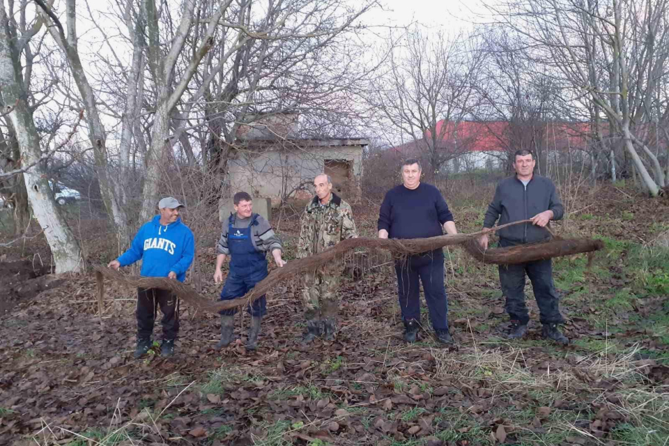 Най-големият кошмар за всеки ВиК специалист - това е растението плаващ роголистник, наричано още “лисича опашка”.


То се среща почти по целия свят...