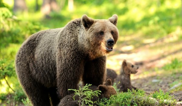 Природозащитната организация WWF започва дарителска кампания, посветена на кафявите мечки в България, съобщават от OffNews.
Проучване на Министерството...