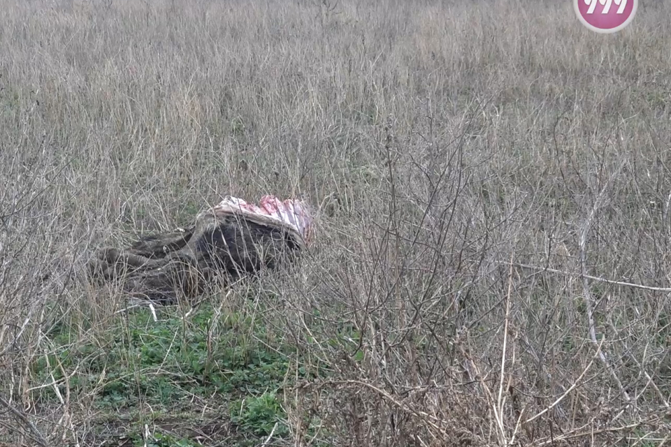 Животински кости и разлагащи се трупове край къщите на живеещи в село Зимница. За това алармираха в неделния ден слушатели на 999 и ни изпратиха снимки...